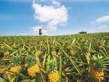 广东农业高质量发展，“12221”之下的徐闻菠萝