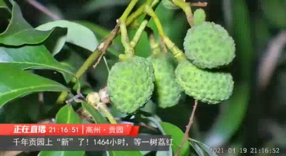 高州贡园古荔树慢直播。