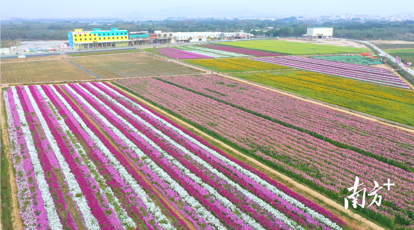 下湖村构建“基地+景点+产业”新模式,推进“农旅一体化”。受访者供图 下湖村构建“基地+景点+产业”新模式,推进“农旅一体化”。受访者供图