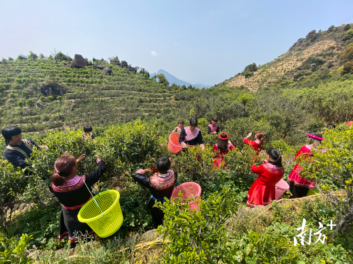 每年3月中到5月初,是凤凰山上采摘春茶的好时节。纪金娜 摄 每年3月中到5月初,是凤凰山上采摘春茶的好时节。纪金娜 摄