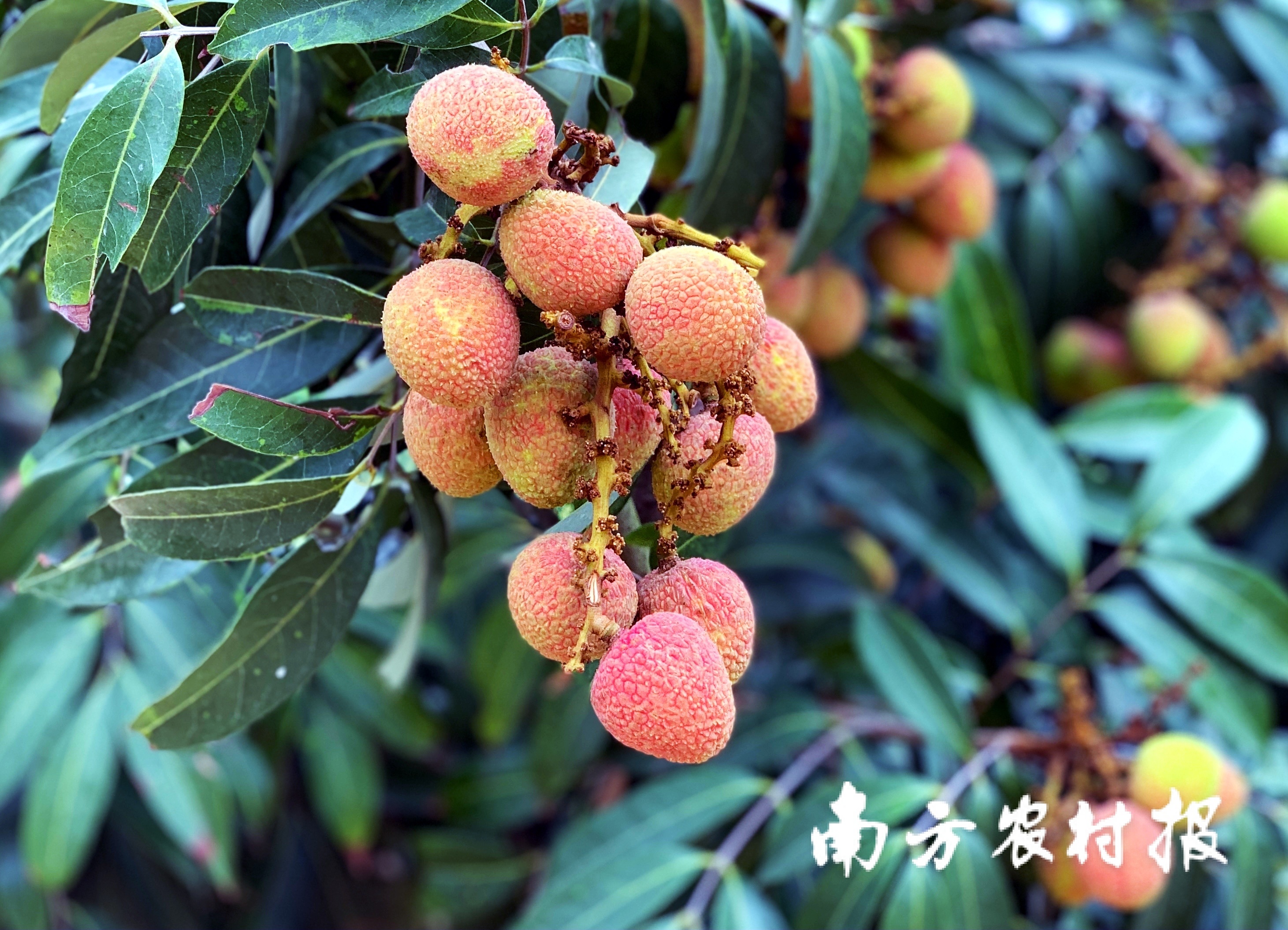 特早熟荔枝品种香蜜早即将上市。