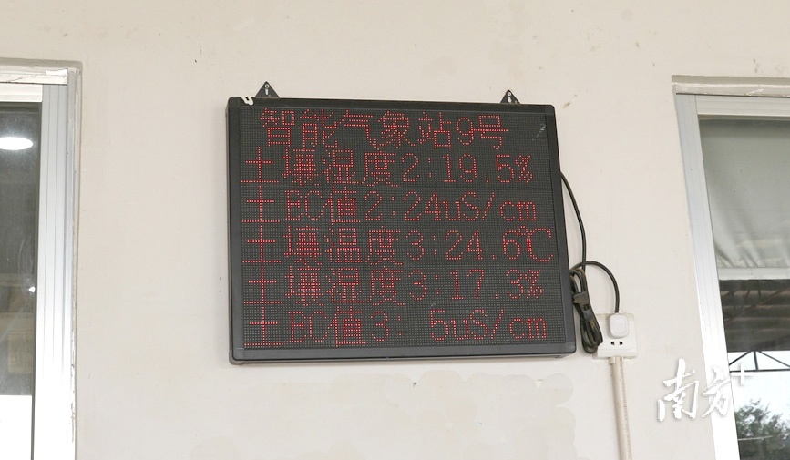 荔枝园里的气象和土壤监测设备实时将监测数据传回，为荔园开展施肥、除虫提供数据参考。张俊 摄