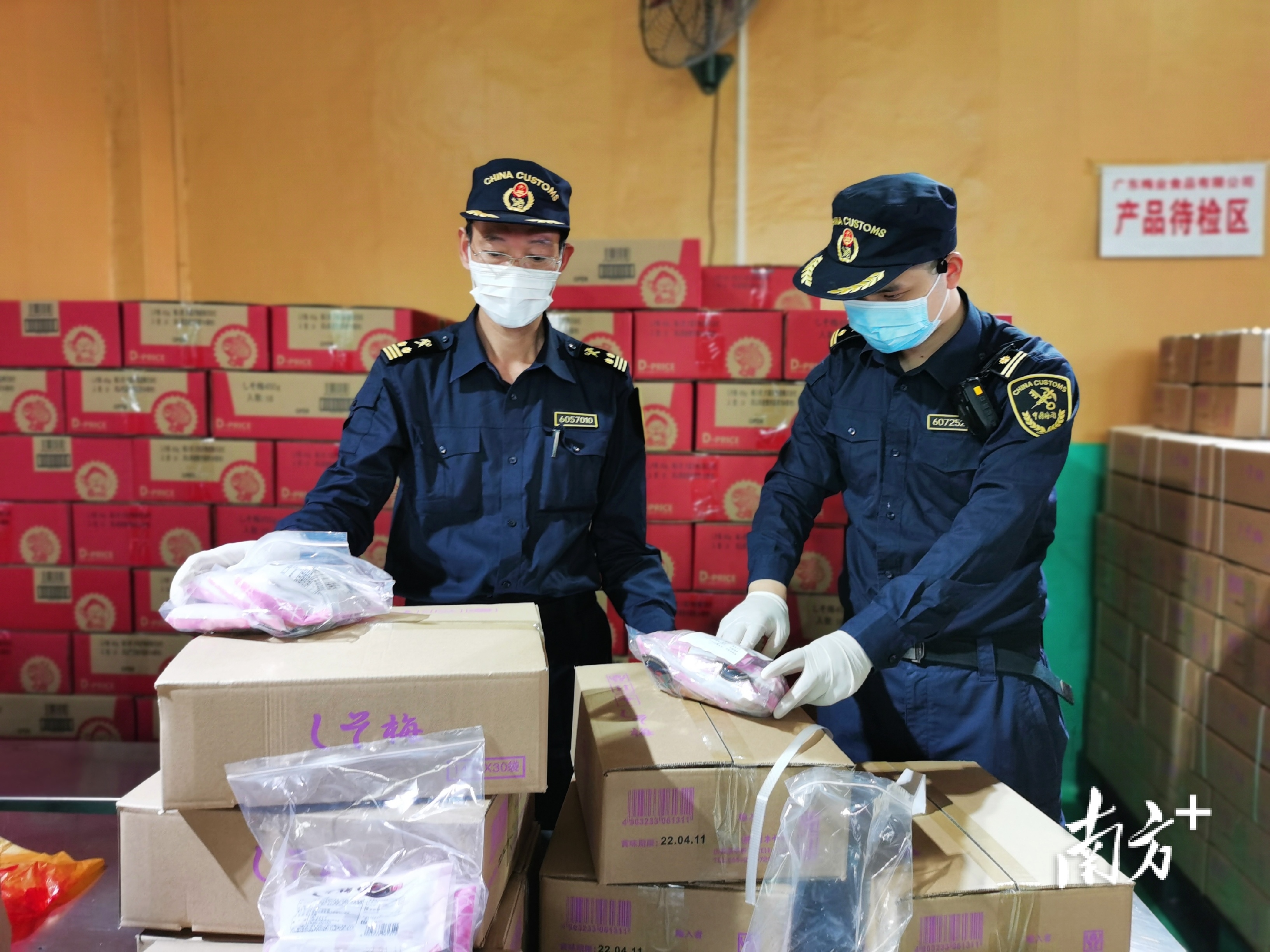 图为饶平海关关员查验出口梅干。