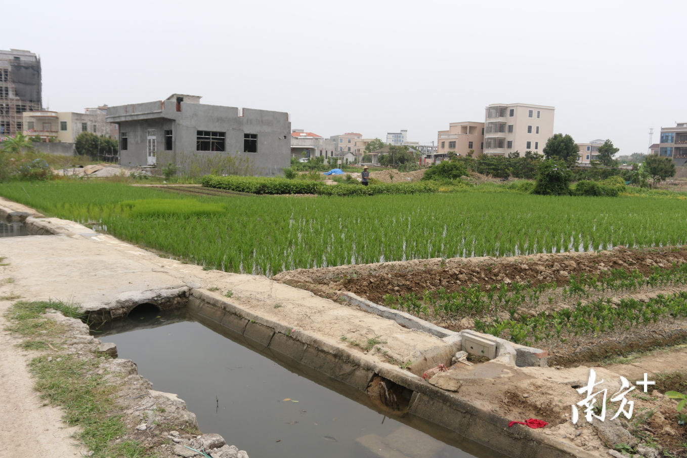 潮安区沙溪镇上西林村引来韩江水的五斗渠从孙大伯的田边穿过。黄敏璇 摄