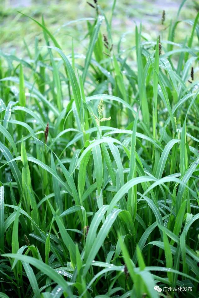 小青草种出大产业！​马产业链延伸至从化小山村
