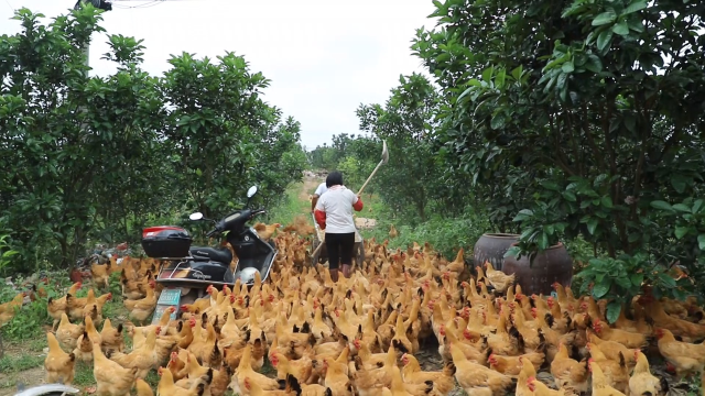 化橘红林飞出“金凤凰”