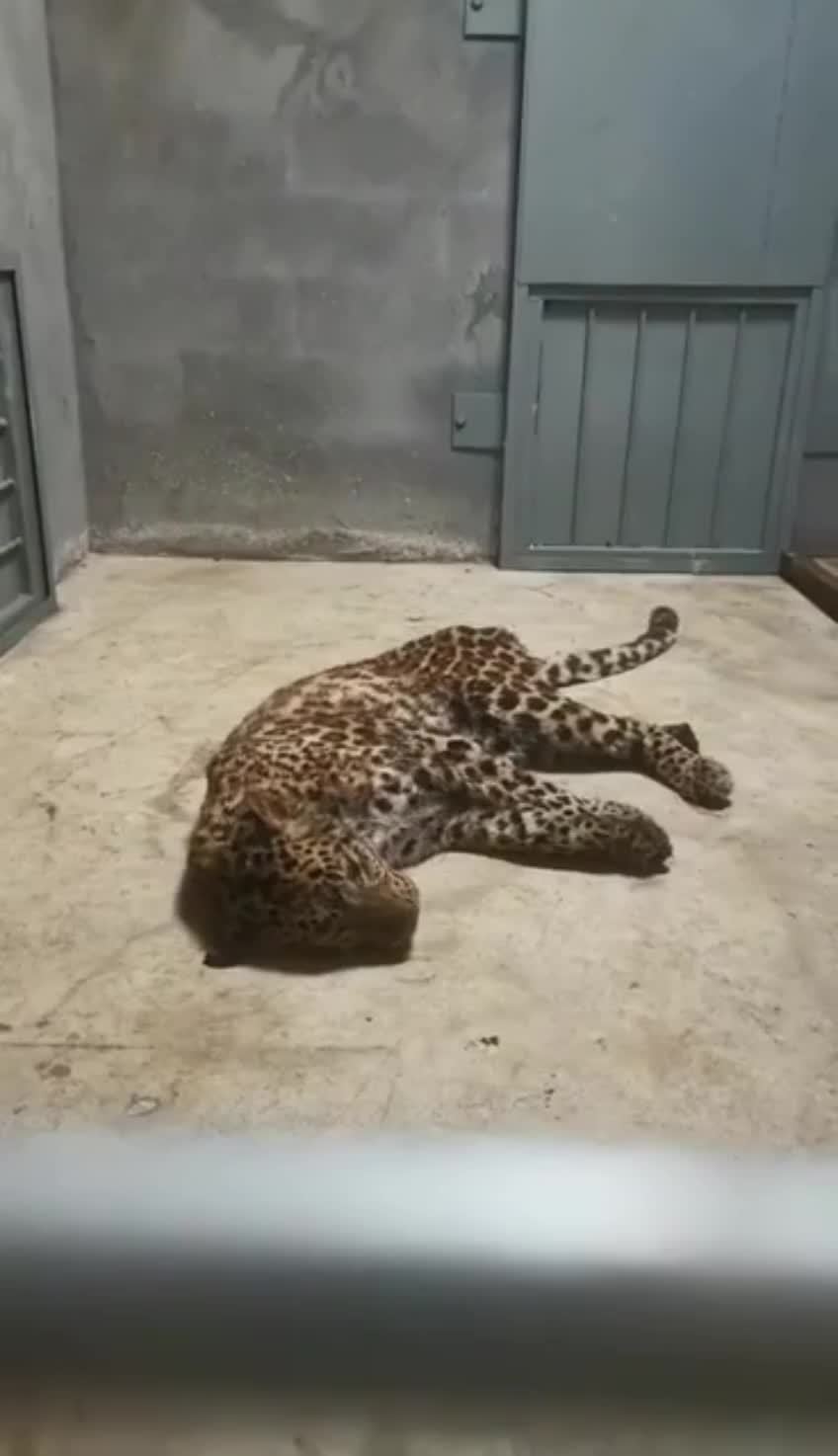 滚动|"金钱豹外逃事件"被立案调查!