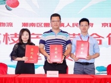 广东荔枝整合物流网络，多产区联合打造荔枝爆品