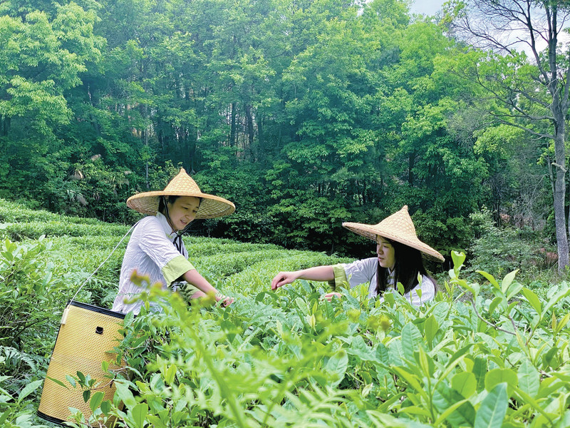 怀集:小小一片茶,带民走上致富路