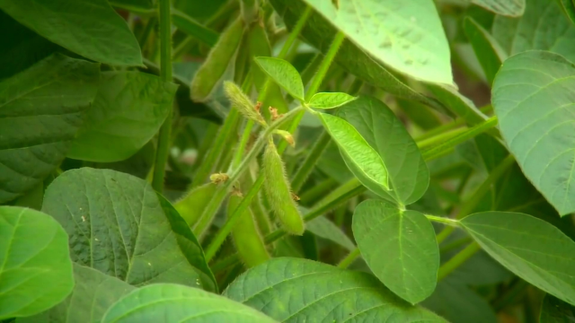 化州北运菜：毛豆变身“金豆豆”