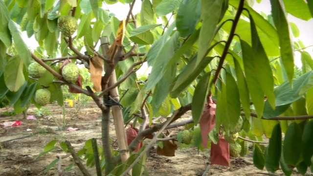 释迦果：特色产业增亮小康底色