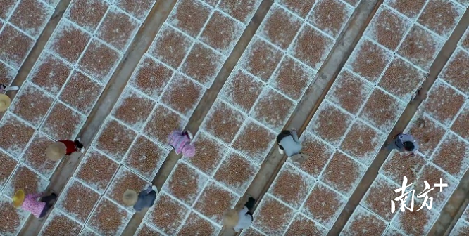 梅业公司的青梅晒场。