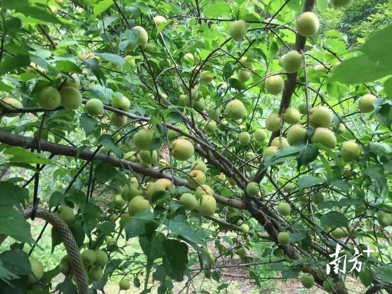 青梅树上硕果累累。