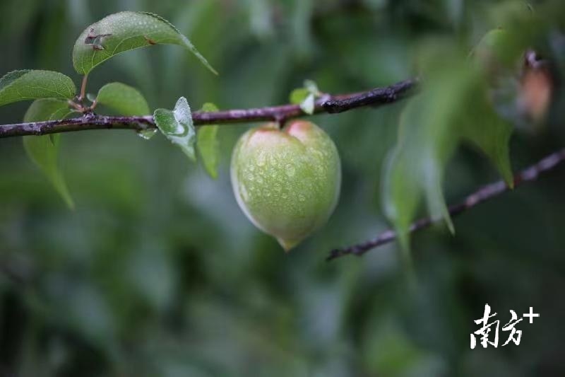 又到了青梅飘香的季节。