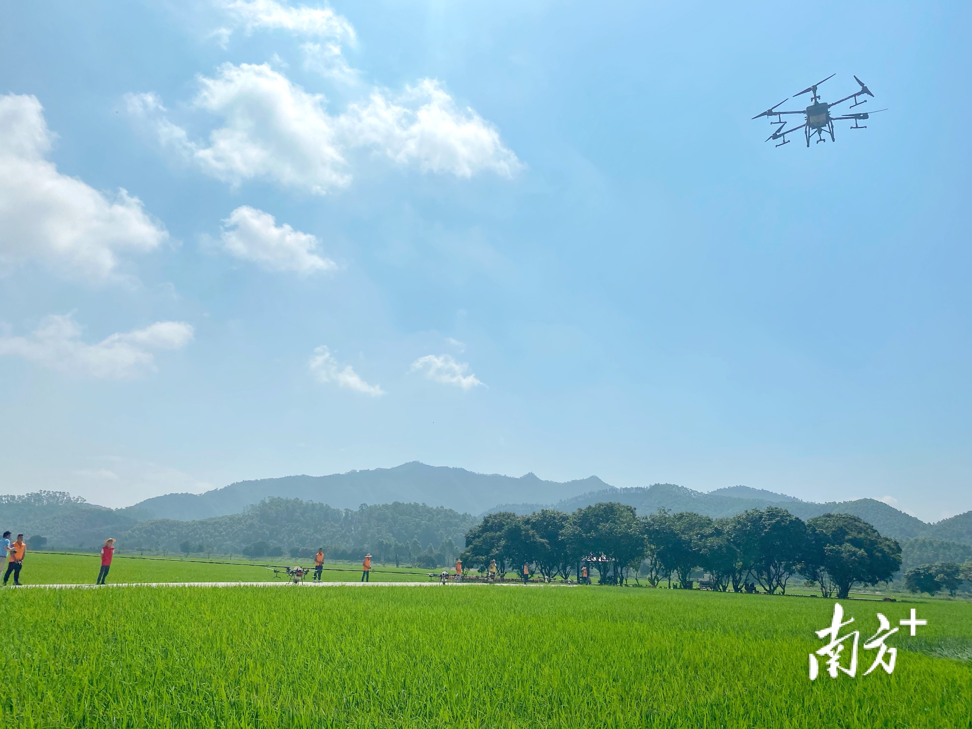 蕉园村智慧农场项目实现了水稻种植全程机械化。黄烨倩 摄 蕉园村智慧农场项目实现了水稻种植全程机械化。黄烨倩 摄