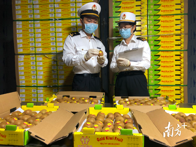 佛山海关驻高明办事处关员在对出口猕猴桃进行查验。