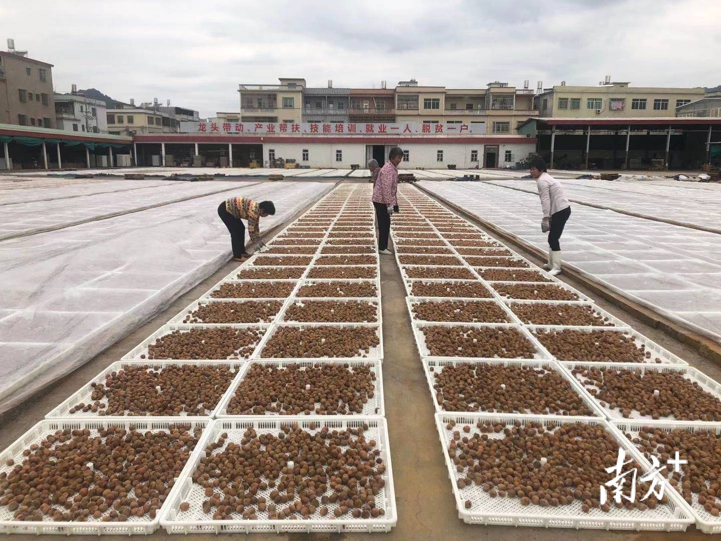 梅业公司工人正在处理青梅。