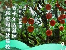 沿着高速看中国（广东）：去高州贡园看进贡杨贵妃的千年古荔枝树