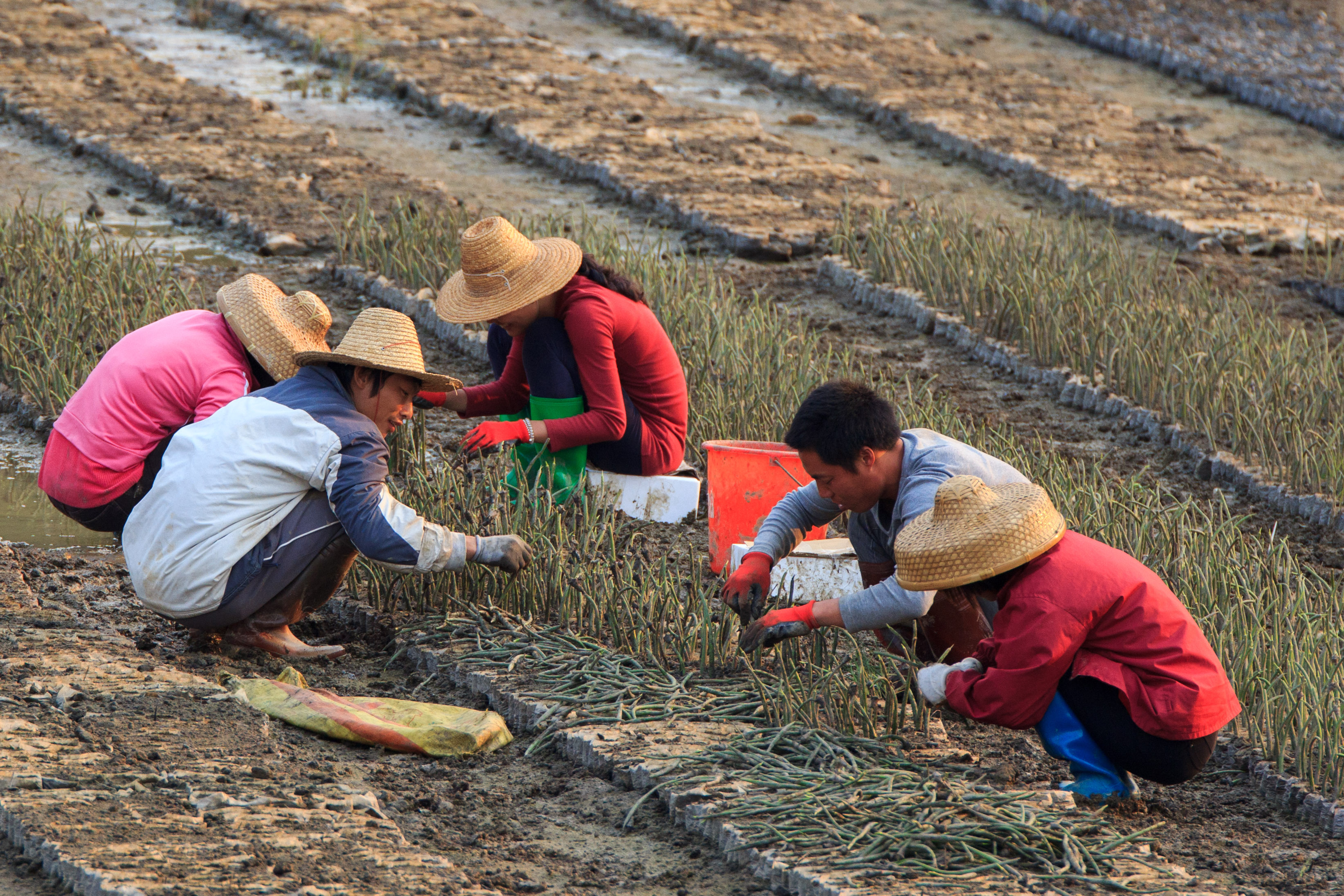 正在播种的工作人员