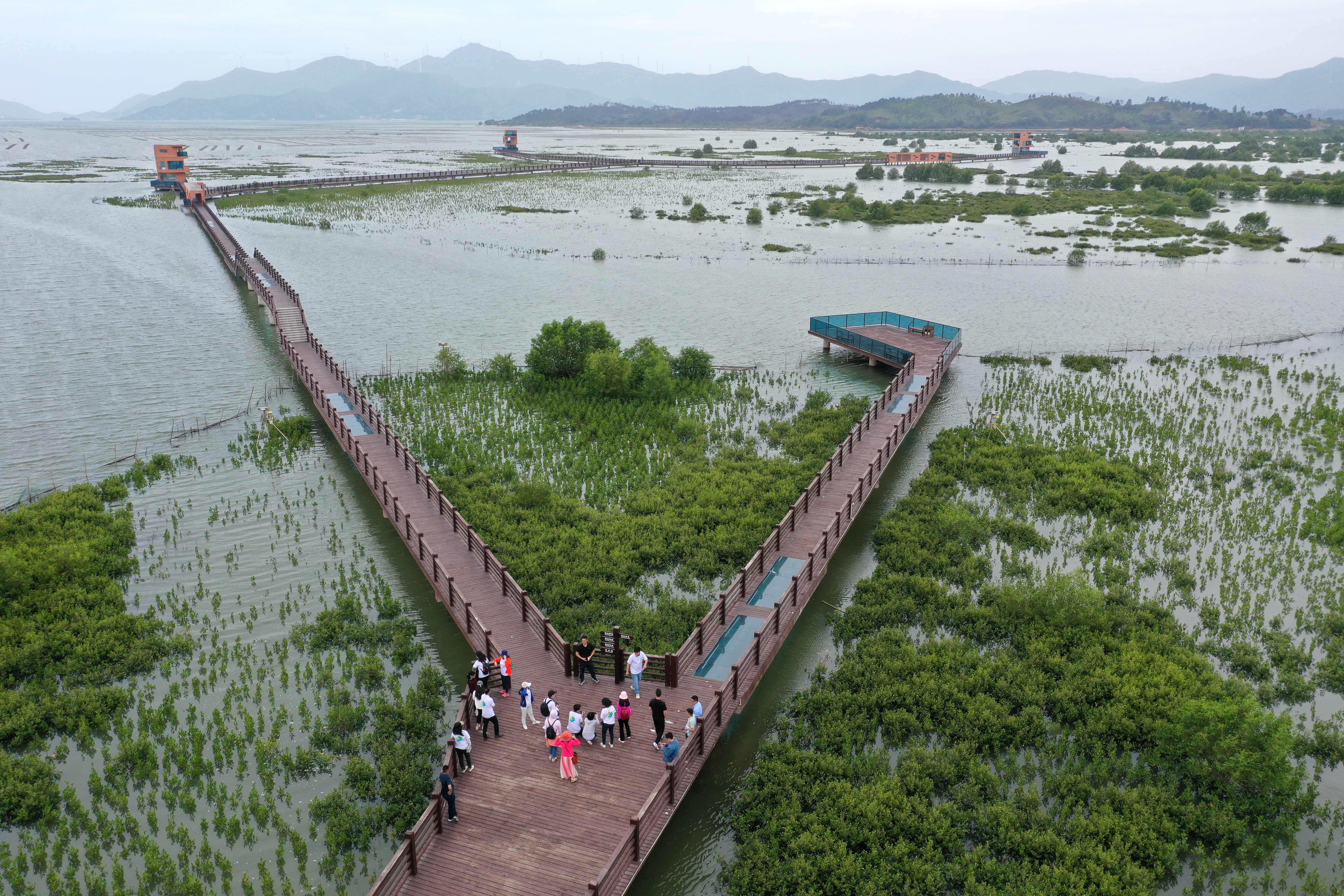 惠州稔平半岛之心生机勃发①种植红树林与潮汐赛跑