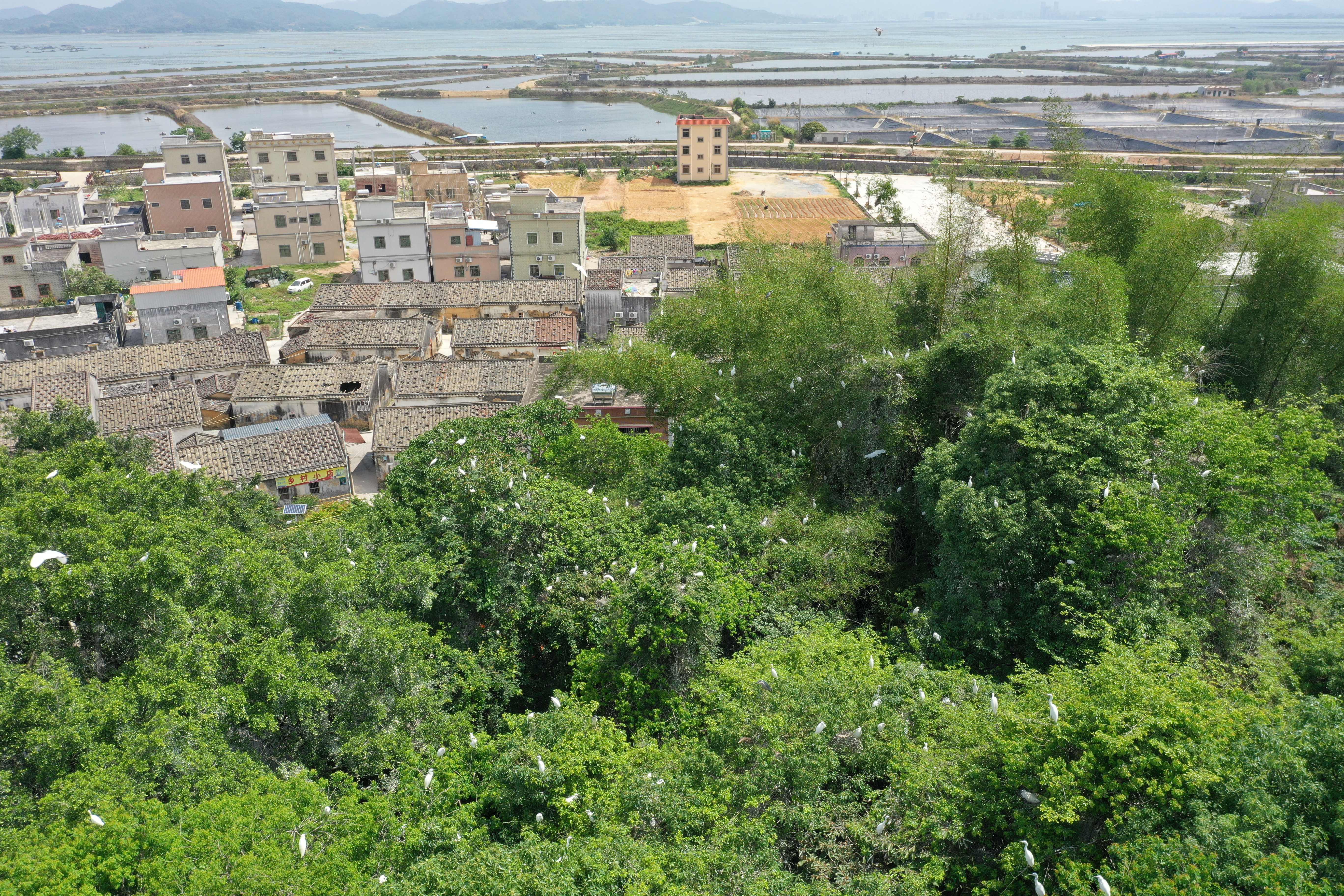 考洲洋边上的油麻地村，鹭鸟与村民和谐相处，村里的公园成了鹭鸟的天堂