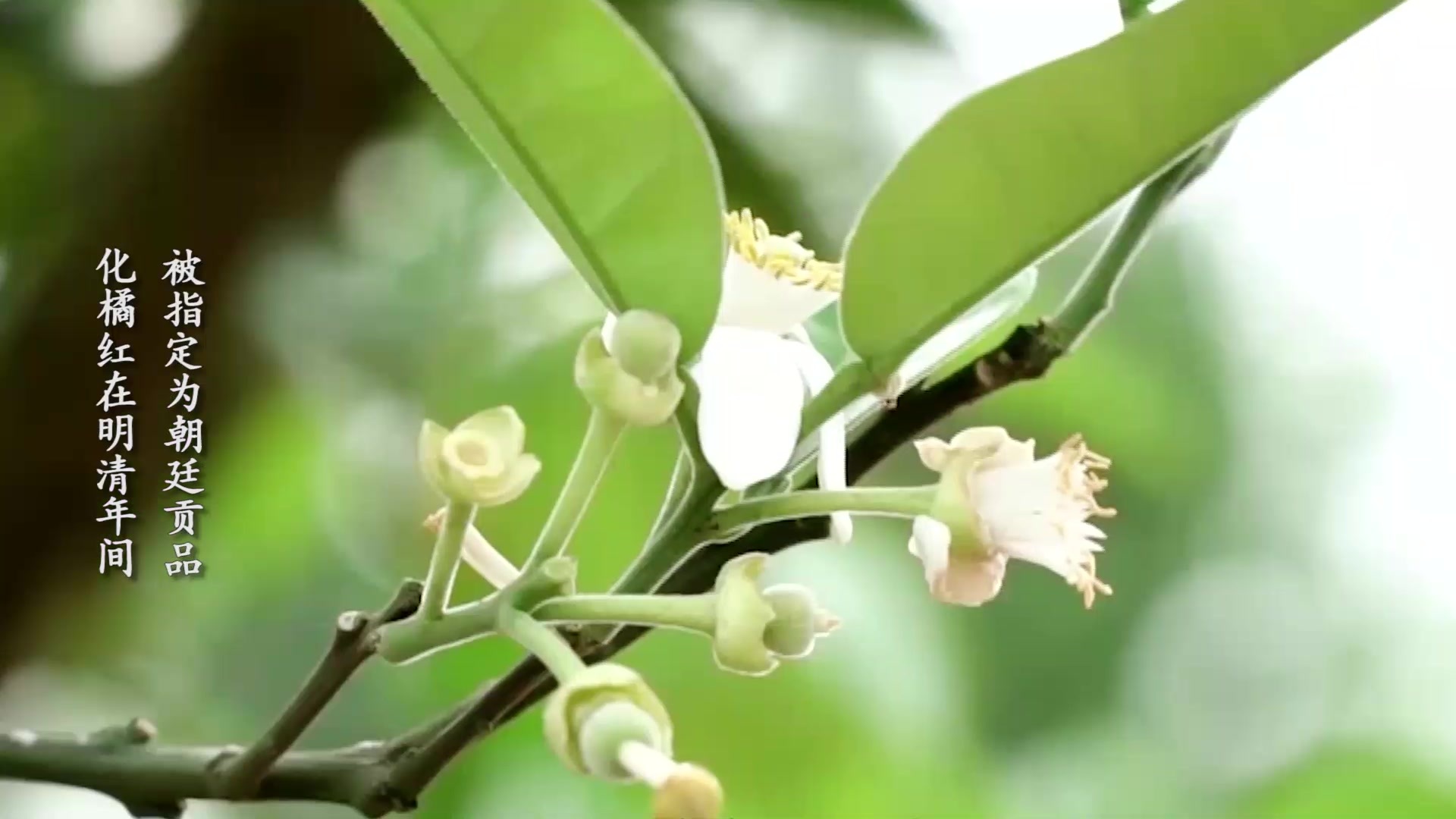 如何擦亮"中国化橘红之乡"金字招牌?这场发布会告诉你