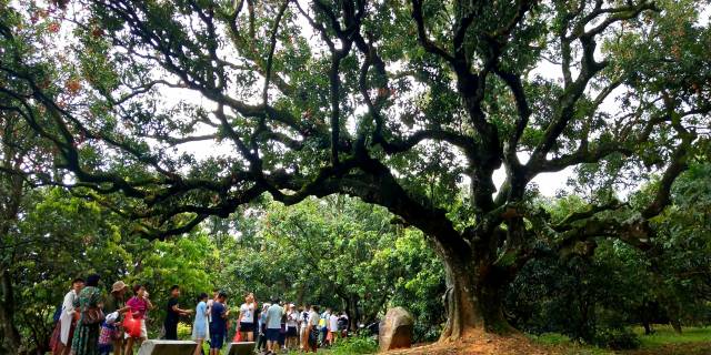 游客参观高州根子贡园