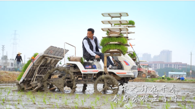 东莞茶山：下田学插秧，体验农耕文化