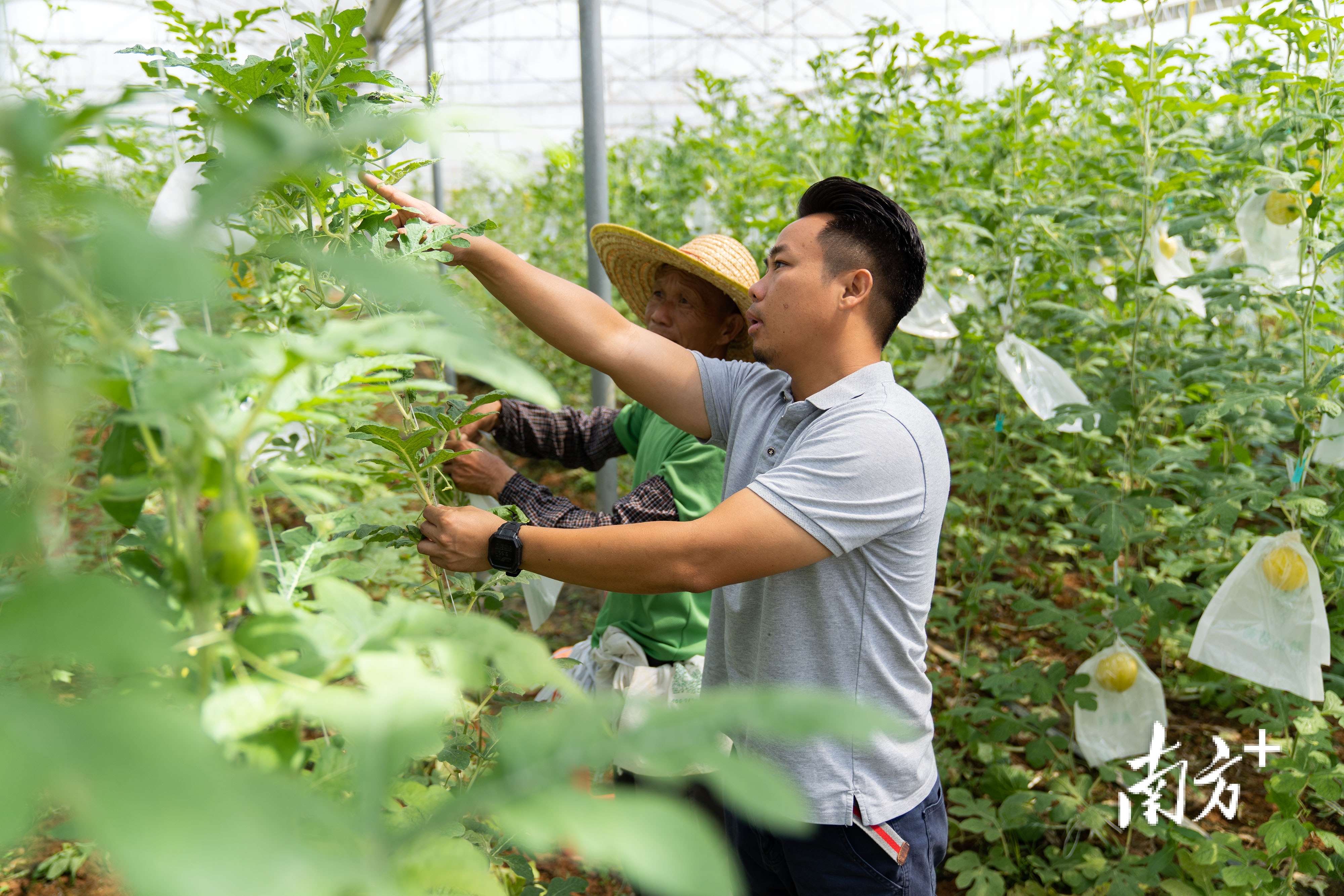 乐享开心农场 “都市种菜族”催热周边农场经济