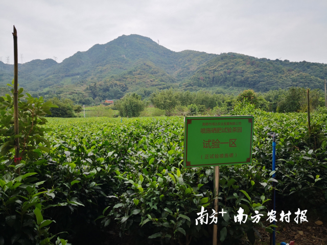 英德一喷施硒肥试验茶园。