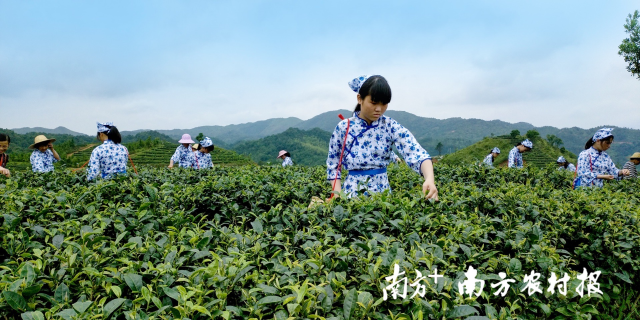 广东茶农采茶。