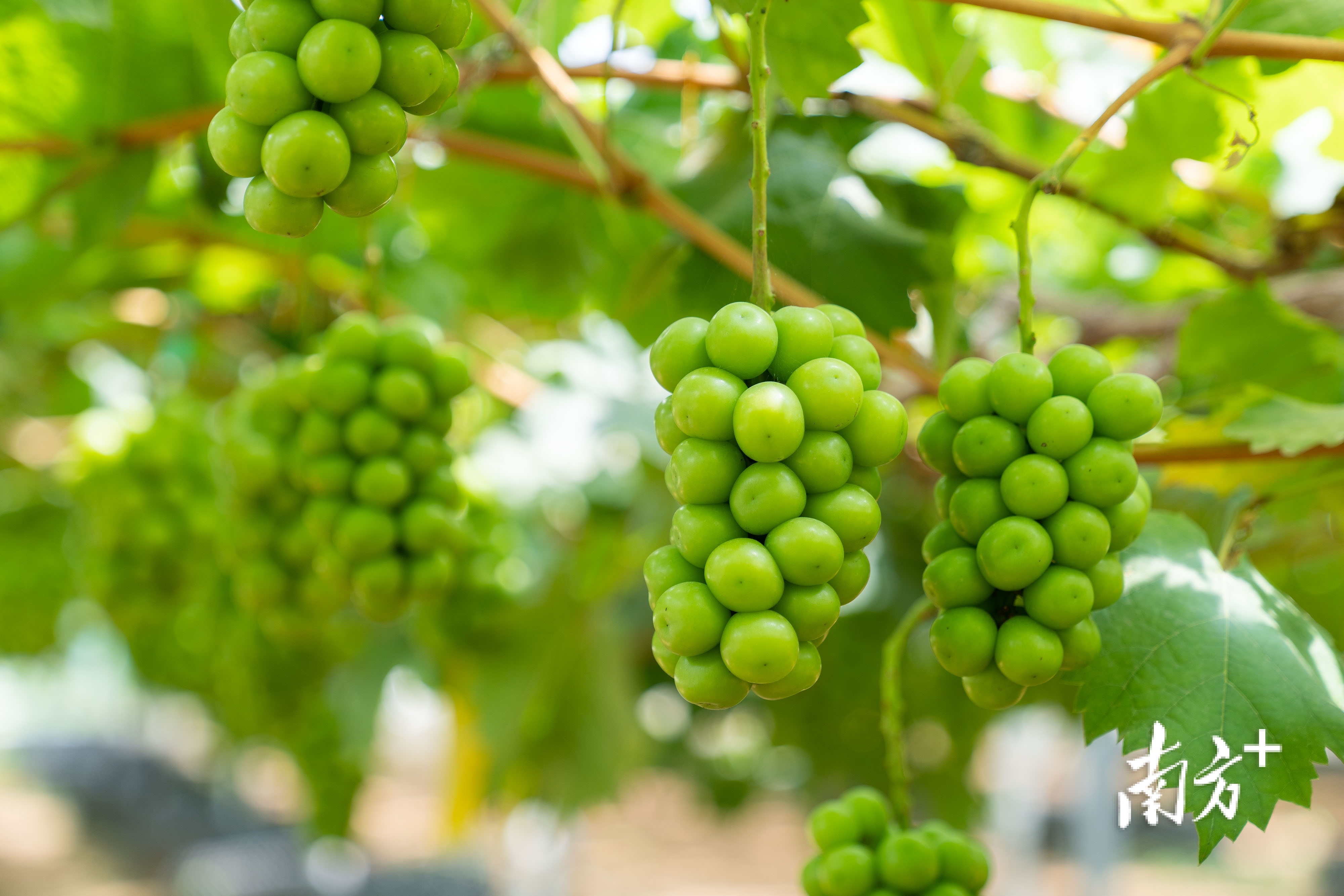 "wow我的农场"种植的"阳光玫瑰"葡萄