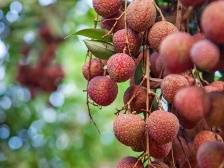 独家视角|爱与荔枝的故事，您一定没看过！