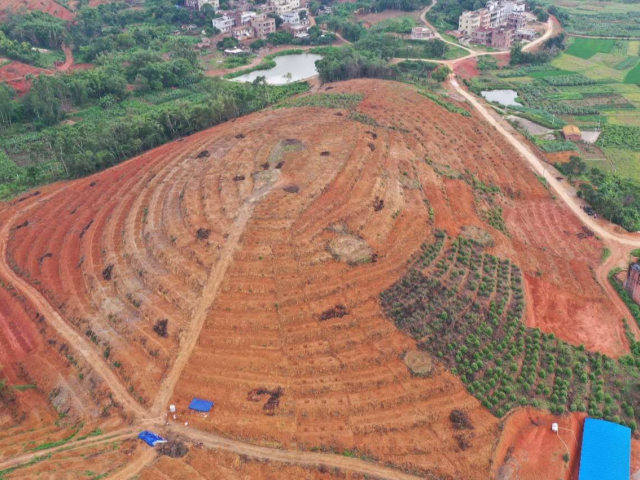 化州新安:稳步实施“退桉种果”,拓宽水果产业发展新思路