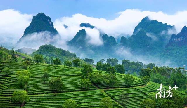 綠美生態(tài)，孕育世界名茶——英德紅茶,。