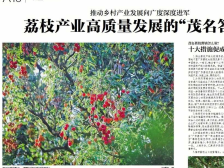 换个视角·天天读报｜荔枝产业高质量发展的“茂名答卷”