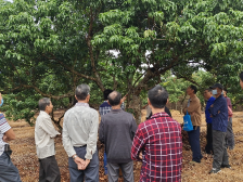 电白霞洞：红荔飘香映照红色初心|茂名电白荔枝节特辑