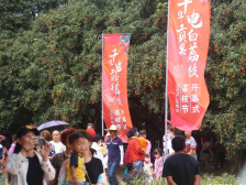 千年贡荔 共赏天下 ——写在茂名电白荔枝节举办之际