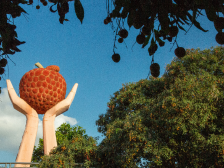 电白荔枝30多种，你知道多少？|茂名电白荔枝节特辑