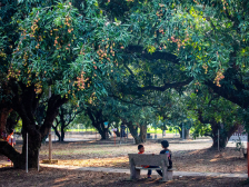 电白霞洞上河贡园：千年古荔又挂果了|茂名电白荔枝节特辑