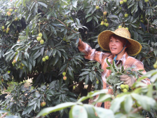 荔红时节，全国客商赴电白林头“赶集”|茂名电白荔枝节特辑