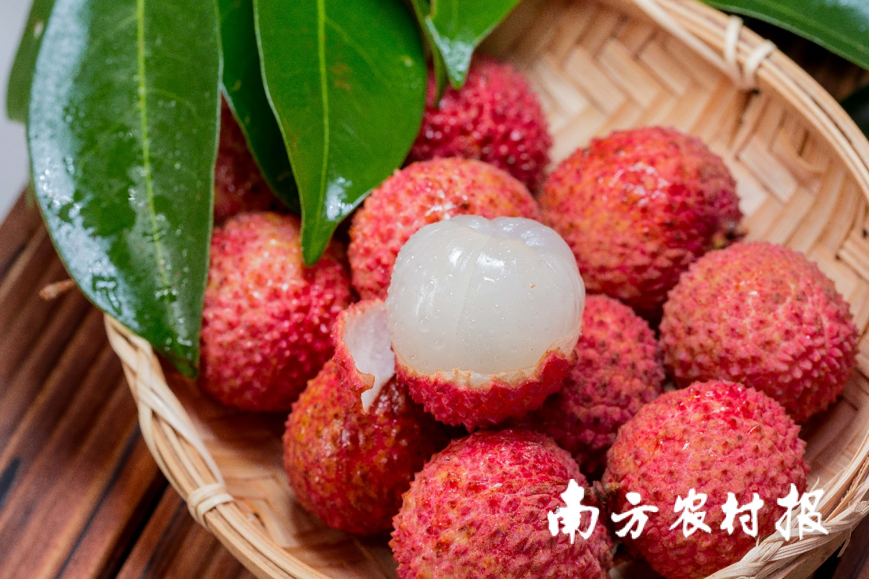广东荔枝主题曲《千年荔红》全球首发！_南方plus_南方+