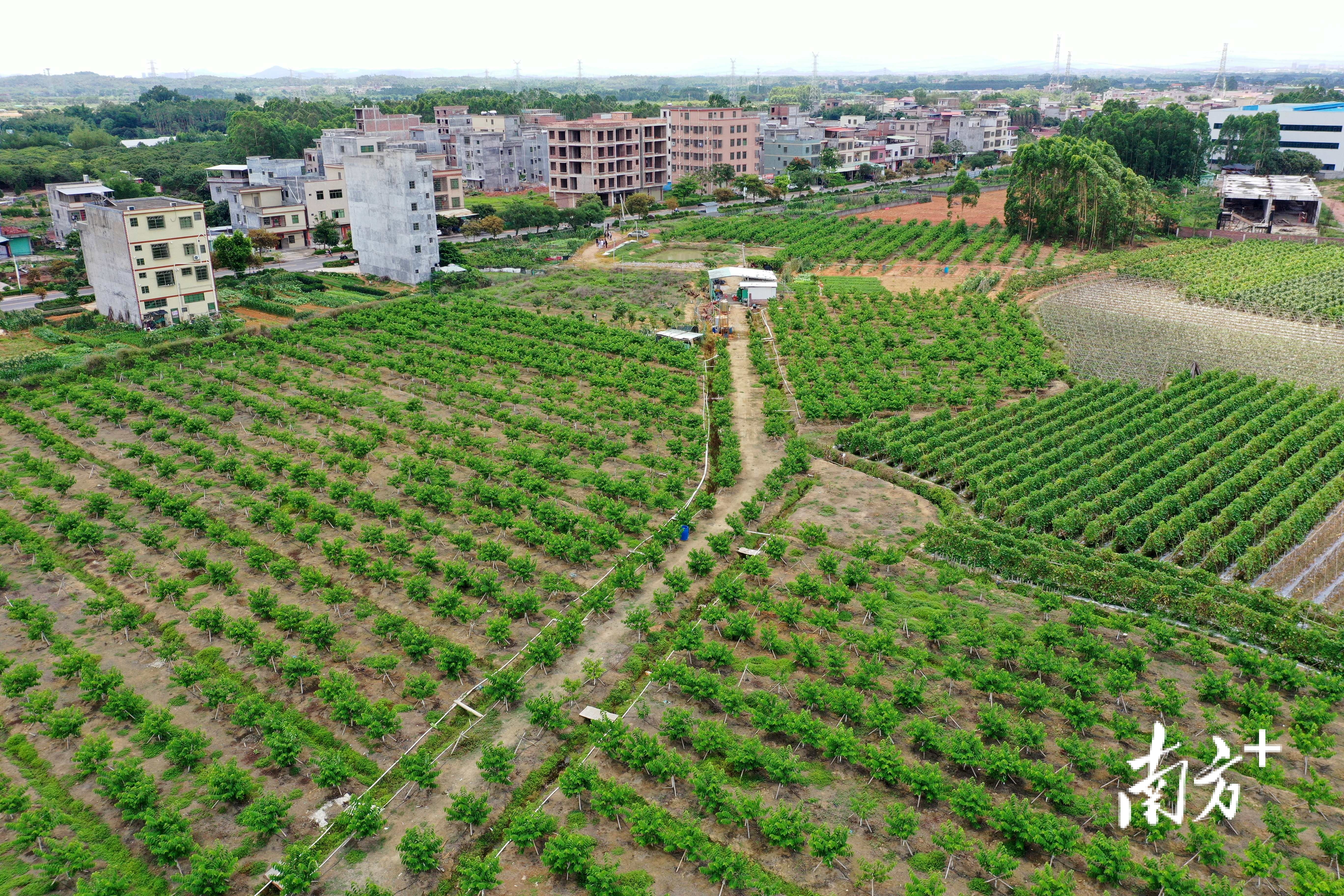 新江村的村民返乡种了五十多亩释迦果  南方日报记者 梁维春 摄