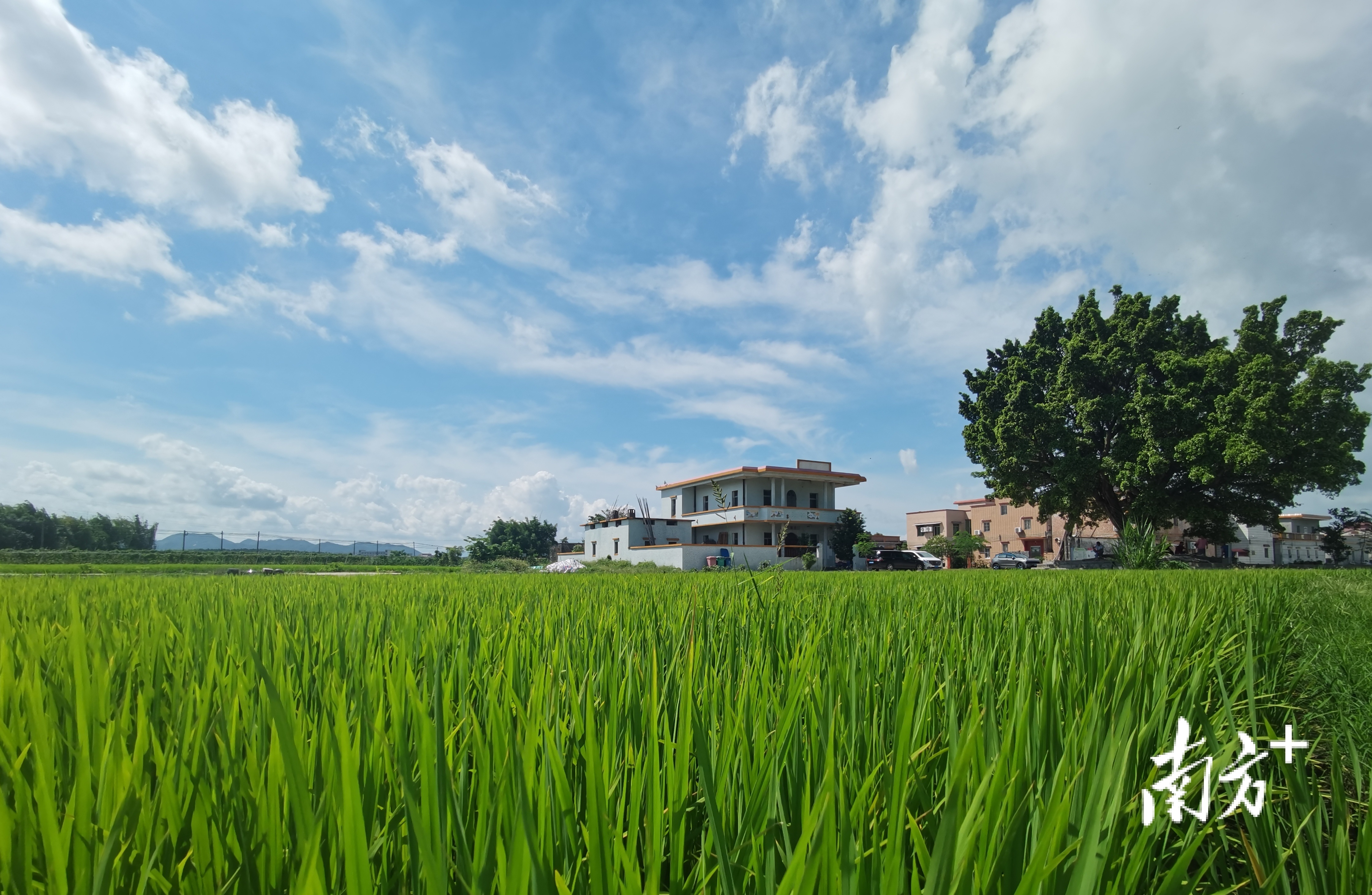 多图丨专治田间疑难杂症,台山77岁老党员生叔火了!