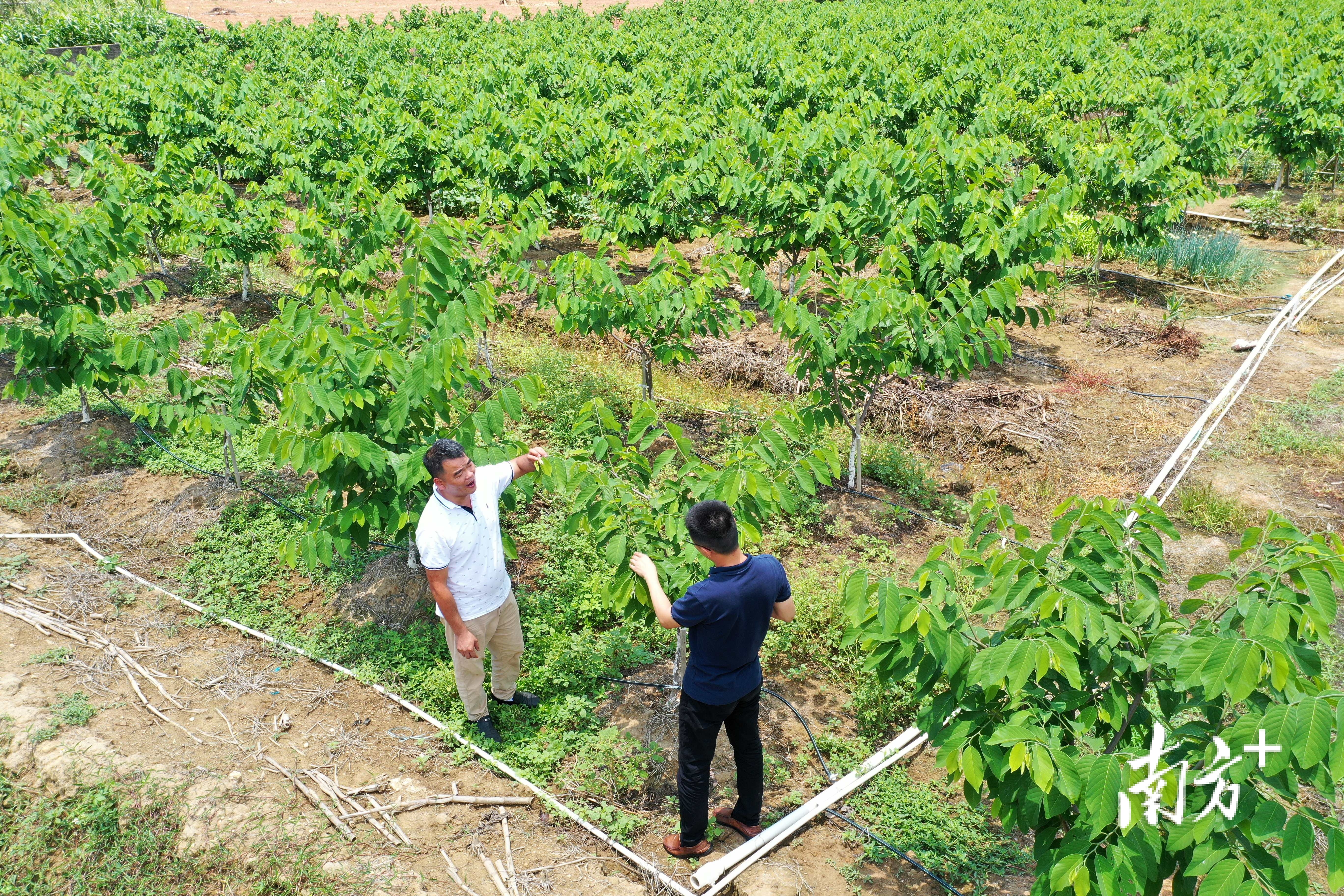 新江村的村民返乡种了五十多亩释迦果 南方日报记者 梁维春 摄
