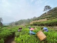 韩江评论|用“创新”激活潮州乡村振兴一池春水