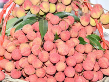 换个视角·天天读报｜粤陕“致富果”结对：“苹果南下，荔枝北上”