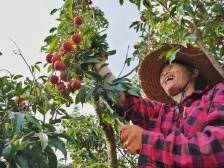换个视角·天天读报｜2021中国荔枝产业大会在茂名举行，推动荔枝产业高质量发展