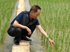合作者追忆：袁隆平在广东提出“稻稻薯”模式，大大提升粮食产量