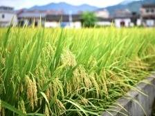 致敬！默哀！追忆袁隆平与清远的故事